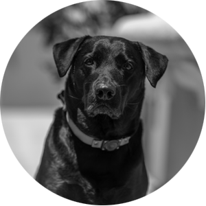 Bodhi